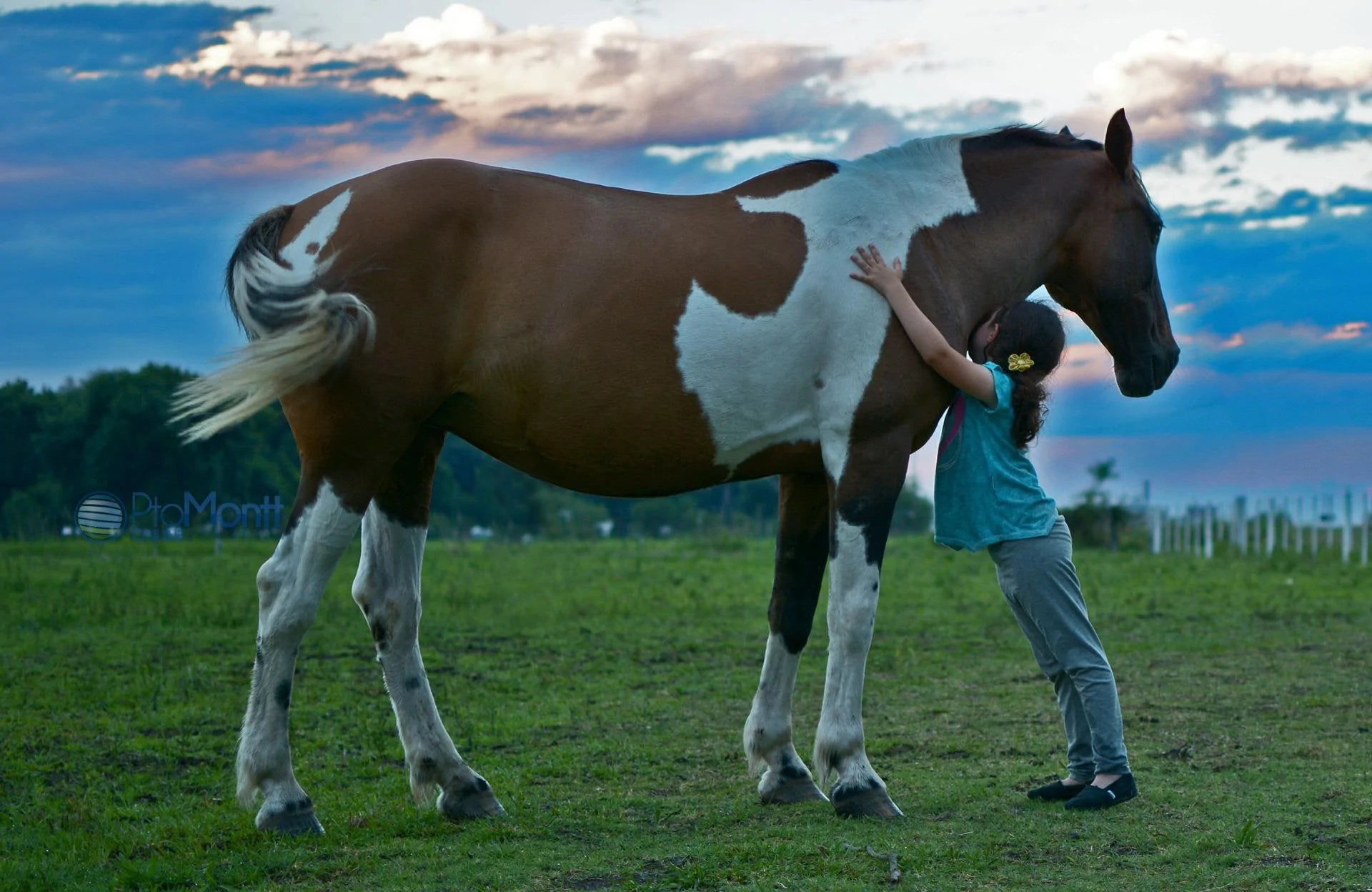 Equine One proudly support equine rescues and sanctuaries - Equine One