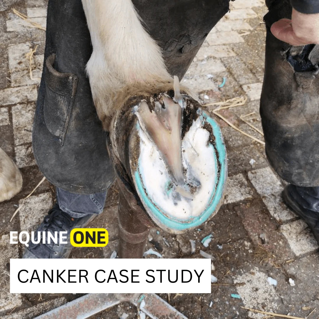 Canker Case Study Hoof Doctor Equine One 